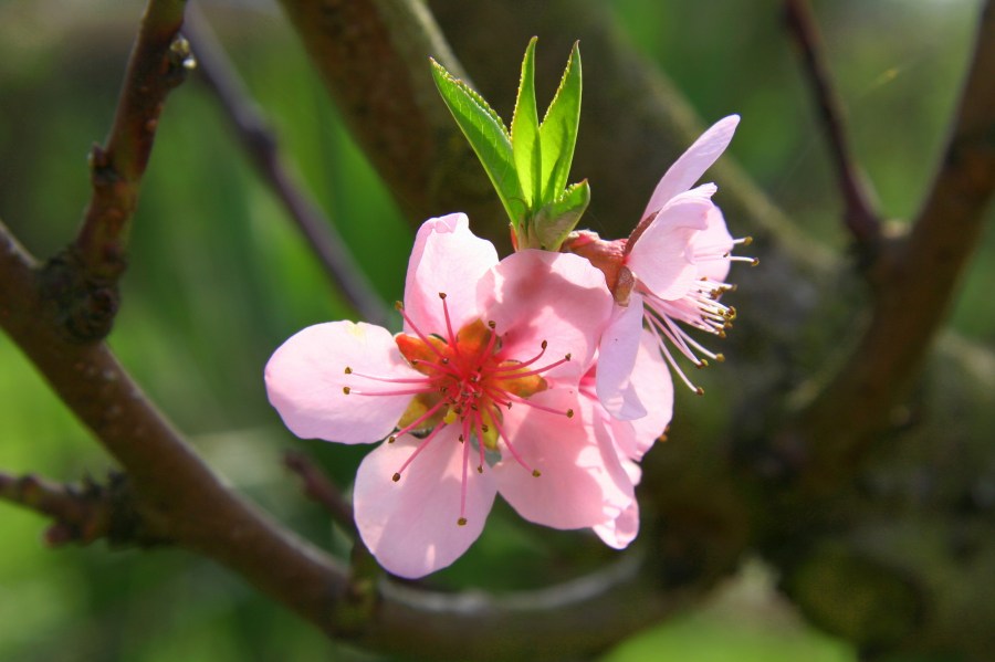 Verschwenderische Schöpfung